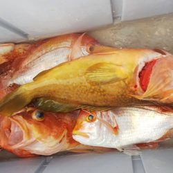 第二龍勢丸 釣果