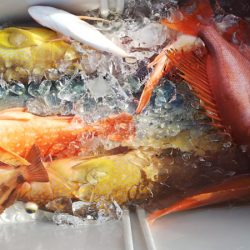 第二龍勢丸 釣果