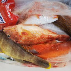 第二龍勢丸 釣果