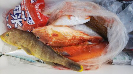 第二龍勢丸 釣果