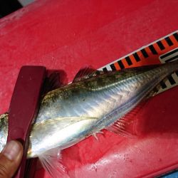 シースナイパー海龍 釣果