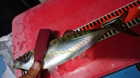 シースナイパー海龍 釣果