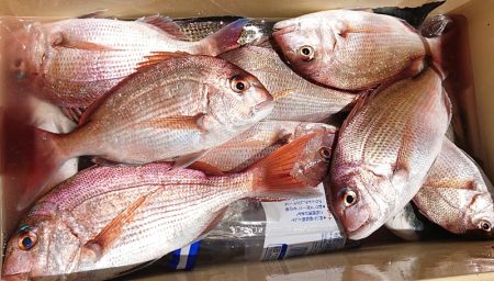 シースナイパー海龍 釣果