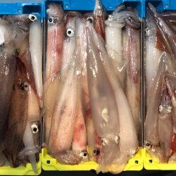 第二八坂丸 釣果