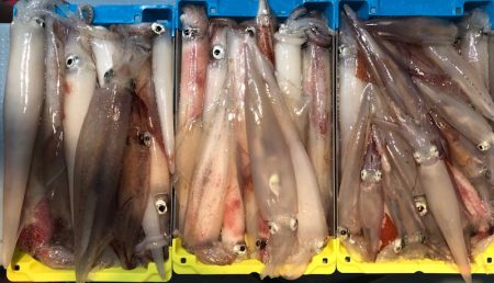 第二八坂丸 釣果