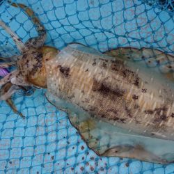 シースナイパー海龍 釣果