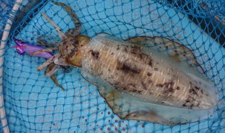 シースナイパー海龍 釣果