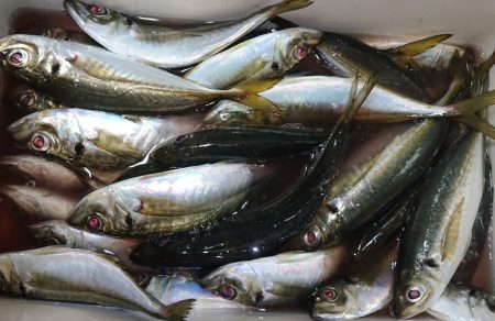 シースナイパー海龍 釣果