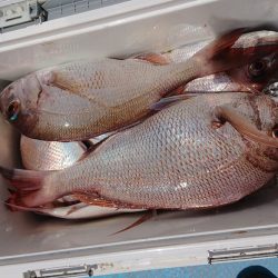 シースナイパー海龍 釣果