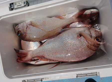 シースナイパー海龍 釣果