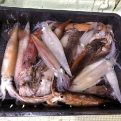 海龍丸（石川） 釣果