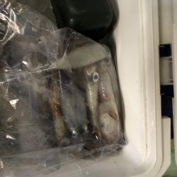 海龍丸（石川） 釣果