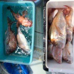 フィッシング キッタカ 釣果