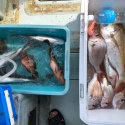 フィッシング キッタカ 釣果