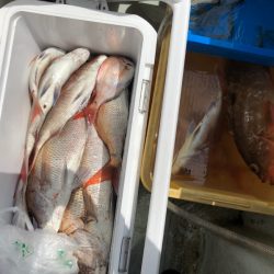 フィッシング キッタカ 釣果