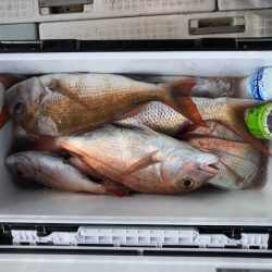 フィッシング キッタカ 釣果