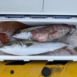 さくら丸 釣果