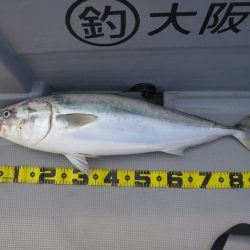 Chase(チェイス) 釣果