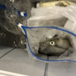 海龍丸（石川） 釣果