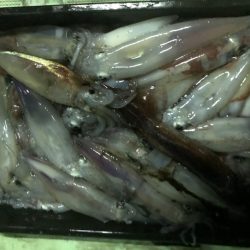 海龍丸（石川） 釣果