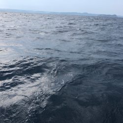 「LaGooN」蒼陽丸 日和号 釣果