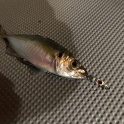 Chase(チェイス) 釣果