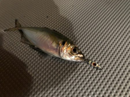 Chase(チェイス) 釣果