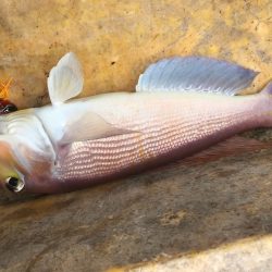 あみや渡船 JIGBOY 釣果