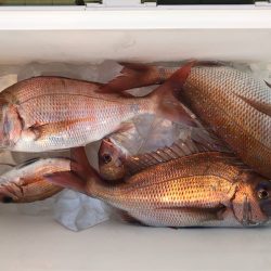 第二八坂丸 釣果