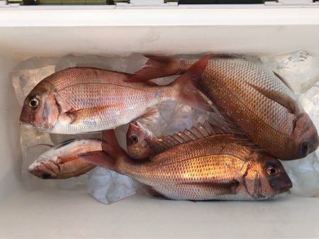 第二八坂丸 釣果