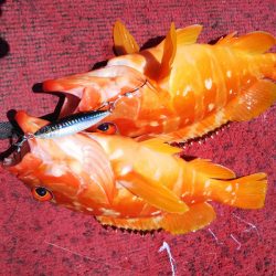光生丸 釣果