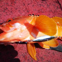 光生丸 釣果