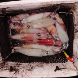 海龍丸（石川） 釣果