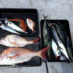渡船屋たにぐち 釣果