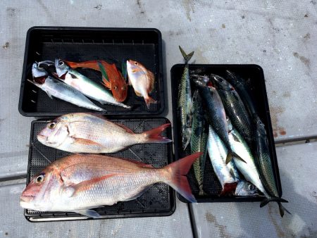 渡船屋たにぐち 釣果