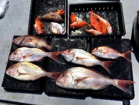 渡船屋たにぐち 釣果