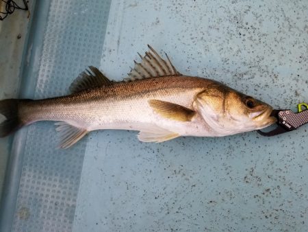 アマテラス 釣果