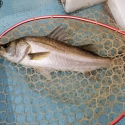 アマテラス 釣果