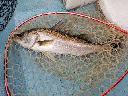 アマテラス 釣果