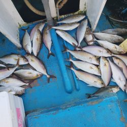 丸万釣船 釣果
