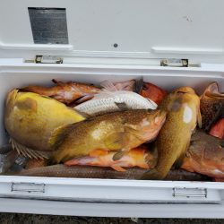 ソルトウォーターガイドフレンズ 釣果