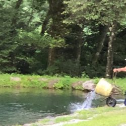 白州トラウトフィッシングエリア　シルフ 釣果