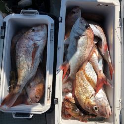 フィッシング　キッタカ 釣果