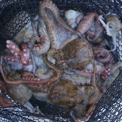 遊漁船 家入 釣果