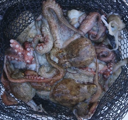 遊漁船 家入 釣果