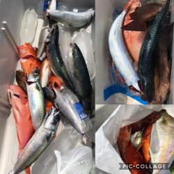 渡船屋たにぐち 釣果