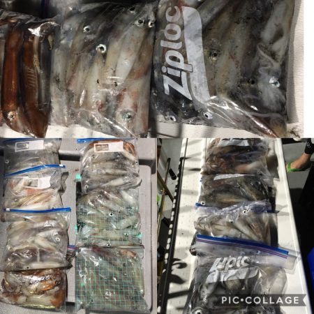 渡船屋たにぐち 釣果