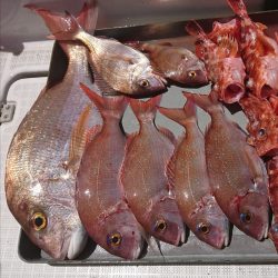 遊漁船 家入 釣果