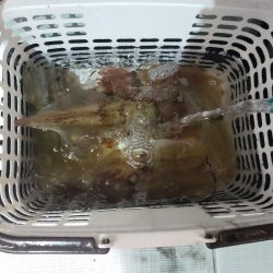 シーライオン 釣果