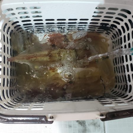 シーライオン 釣果